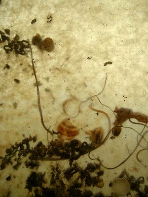 Resize of Caracoles-3