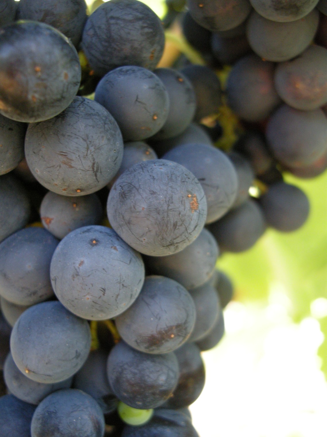 Yvette-Provença 041