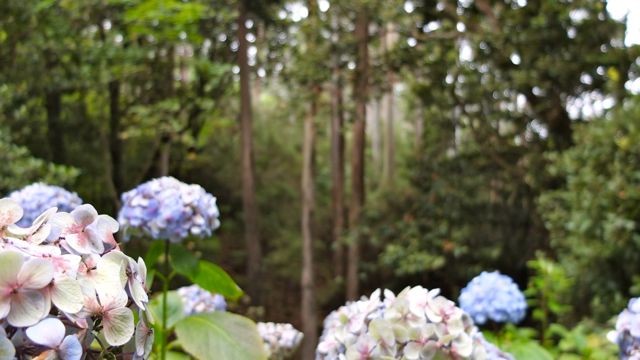 Hortensias y eucaliptus