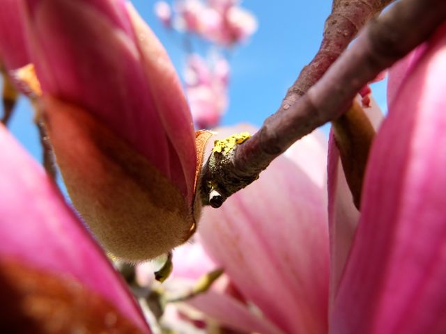magnolia de invierno