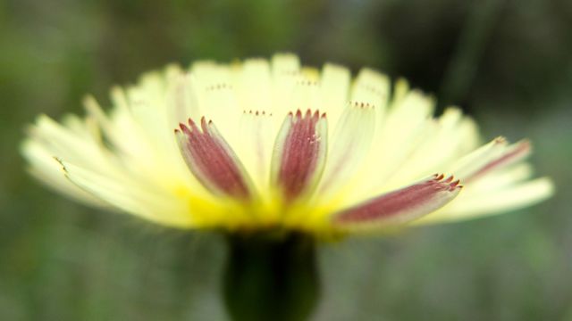 diente de león (Taraxacum officinale)