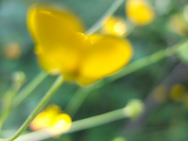 Ranunculus-botó d'or (2)