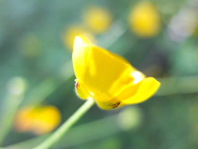 Ranunculus-botó d'or (3)