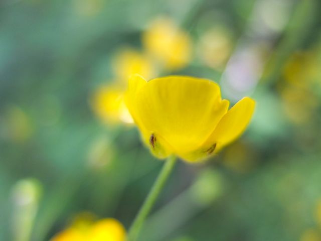 Ranunculus-botó d'or