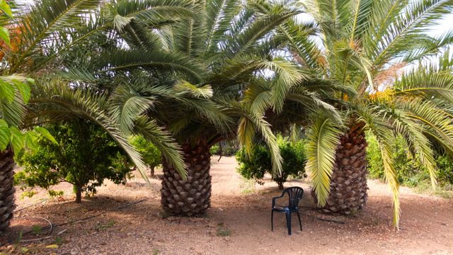 YMA-Las palmeras salvajes