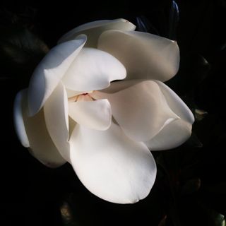 magnolia